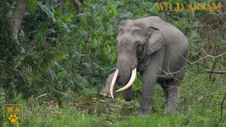 KAZIRANGA NATIONAL PARK || A BIG TUSKER IN MUSTH