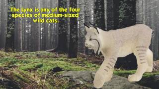 Safari Ltd® Lynx Wild Safari® North American Wildlife