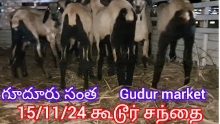 15/11/25 கூடூர் சந்தை, గూడూరు సంత,#goat #sheepfarming #goat #sheepvideos