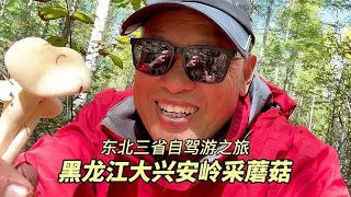 黑龙江大兴安岭采野生蘑菇，蘑菇种类繁多，有毒的蘑菇番茄不要采