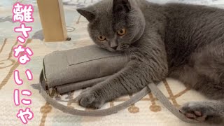 【泥棒猫】財布泥棒ねこが現れました！Wallet thief cat appeared【ブリティッシュショートヘア】Britishshorthair