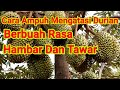 Cara Mengatasi Durian Berbuah  Hambar, Tawar Dan Mengkal