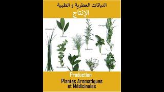 PAM (Technique 3/3 : Bonnes pratiques de production :  الممارسات الجيدة للإنتاج