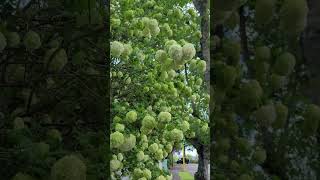 🤫🙀😻Truly Wonderful Snowball Viburnum💚💜🥰 #viburnum #flowers #relaxing