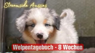 8 Wochen alte Welpen | Welpentagebuch | Australian Shepherd | Streamside Aussies