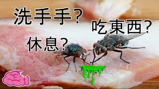 停在你食物上的蒼蠅都做了什麼事