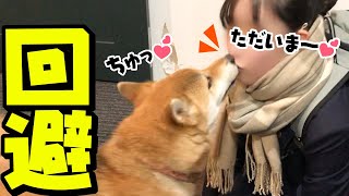 柴犬がお帰りのキスをする！？キス魔を回避する柴犬のキス！