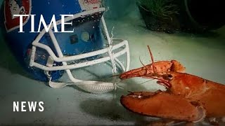 Meet Crush, the Rare Orange Lobster Diverted From a Dinner Plate by Denver Broncos Fans