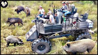 Why Wild Boar Are The Most Invasive Species In Canada - The Way Farmers Deal With Wild Boars