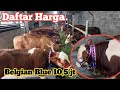 Review Harga sapi Belgian Blue 10,5 jt Limosin 7,8 jt di Grosir Sapi Haji Rudi