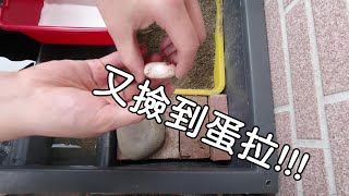 撿到蛋拉!!該如何處置【九桃分享養爬蟲-《Reptiles》】