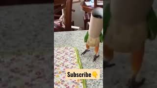 Parrot funny moments funny birds videos  #parrottalking #birdsvideos 1080p