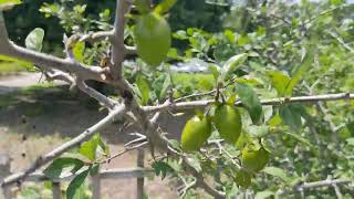 August 17th 2023 Diospyros rhombifolia Diamondleaf persimmon