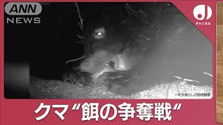 クマ“冬眠時期”も目撃多発…イノシシらと「餌の争奪戦」実態は(2023年12月11日)