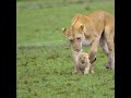 Beautiful lioness playing with her cub..🦁