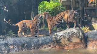 子トラの様子をお届け【‎2024年‎11月27日】【上野動物園】スマトラトラ