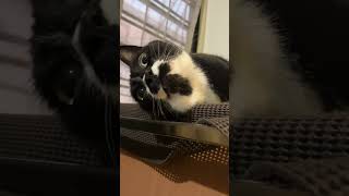 歌とくねくね🐈ハチワレ猫ざきおtuxedo-cat【猫動画】