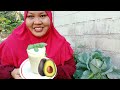 cara buat jus avocado sihat by kak nur @tip jus sedap