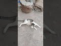 Kiyaan to cat😲#youtubeshorts #funny #kidslove #shortsfeed #viralvideo #shorts #catlover #cats #pets