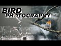 Getting Started with Bird Photography | Tutorial Tuesday