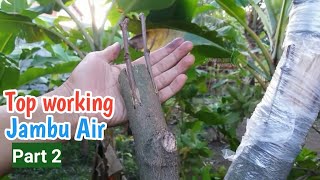 Part 2 Top working jambu air ,satu pohon dua tehnik grafting-sunardi bibit channel