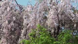 2015年4月29日　角館の桜開花状況-13