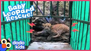 Rescuers Save A Trapped Baby Leopard — And Reunite Her With Mom! | Rescued! | Dodo Kids