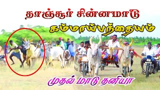 தாஞ்சூர் சின்ன மாடு மாட்டுவண்டி பத்தியம் 14.08.2022#amutham_studio #asm #rekalarace