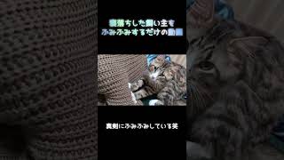 寝落ちした飼い主をふみふみするだけの動#メインクーン #ふみふみ#猫