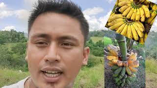 Nagtabas ng Damo sa 10 Hectares para Taniman ng Saging (Agriculture Investment)