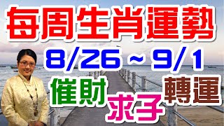 2019生肖運勢週報｜08/26-09/01｜金玲老師（有字幕）