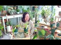 【植物購入品紹介】ちょっとマニアックな購入になってしもた（vlog 082）