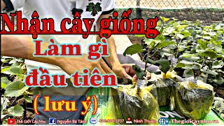 Khi Nhận Cây Nho Giống : CẦN LÀM GÌ ?  phone 0568583707