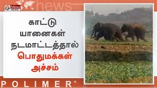 ஓசூர் அருகே விளை நிலங்களை சேதப்படுத்தும் காட்டு யானைகள் | #Hosur | #ElephantIssue