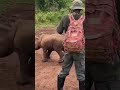 Baby Rhino play charging his protector