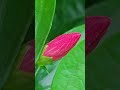 hibiscus 🌺#youtubeshorts #hibiscus #plants #nursery