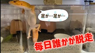 レオパたちの脱走劇　ハナ子とトゥルくん編