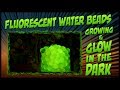 Growing & Glow in the Dark Fluorescent Water Beads (Orbeez / HydroGel) Timelapse