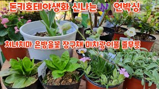 돈키호테야생화 #장구채 #미치광이풀 #줄무릇 #처녀치마 #은방울꽃 #구름국화