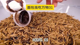 面包虫吃万物31，吞拿鱼海产什么的还是让面包虫吃去吧