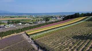 富良野ファーム富田彩りの畑へ❗フラノラベンダーエクスプレス❗臨時快速で🤭#北海道富良野#ファーム富田#フラノラベンダーエクスプレス