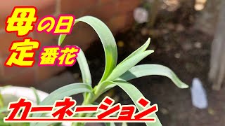 【花】カーネーションの育て方・摘芯