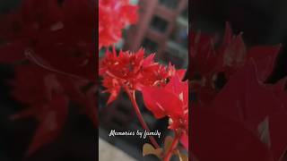 Eye catching beautiful flowers🌸🥀🌺🌹🍁🌷🌿  #nature #trending #shorts #flowers #garden #you tube short