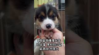 貝貝寵物專業犬舍-兄妹黨 黑棕白三花 威爾斯柯基