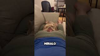 Perro se despierta con una sorpresa