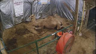 Infinity Acres Ranch Live Stream Camel Cam