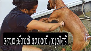 ബോക്സർ ഡോഗിനെ എങനെ ഗ്രൂമിങ് ചെയ്‌യാം|Boxer Dog Bath|Boxer Dog Grooming|Boxer Dog Malayalam|Boxer Dog