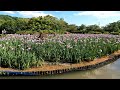 皿山公園の花菖蒲