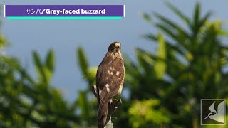 農地のサシバ/Grey faced buzzard