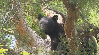 【警戒】今年度5例目のクマ被害　新潟県が「クマ出没警戒警報」を発表《新潟》